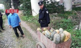 凉山吃瓜网红事件真相,揭秘背后真相与反思